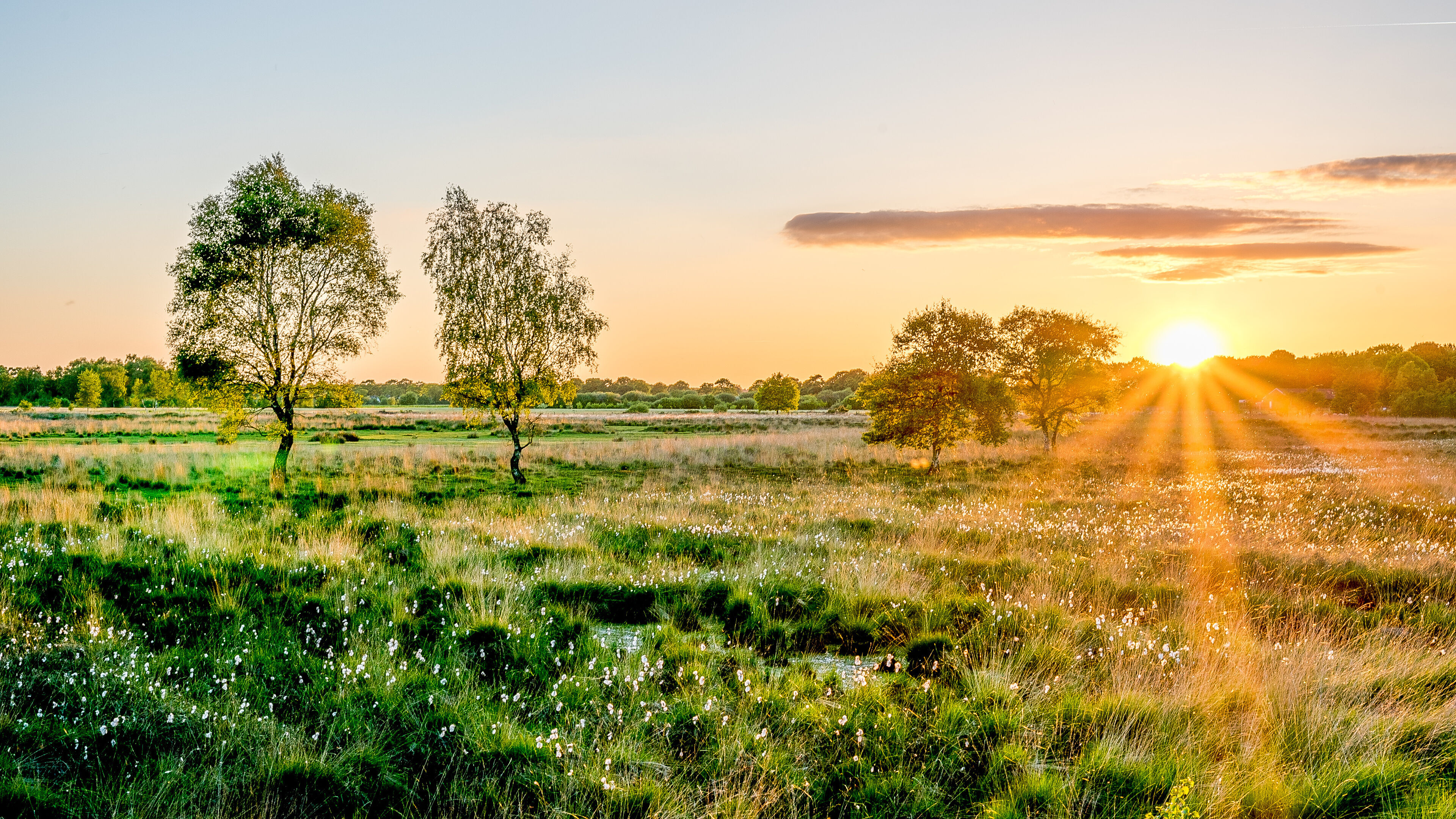 Gras zonsondergang