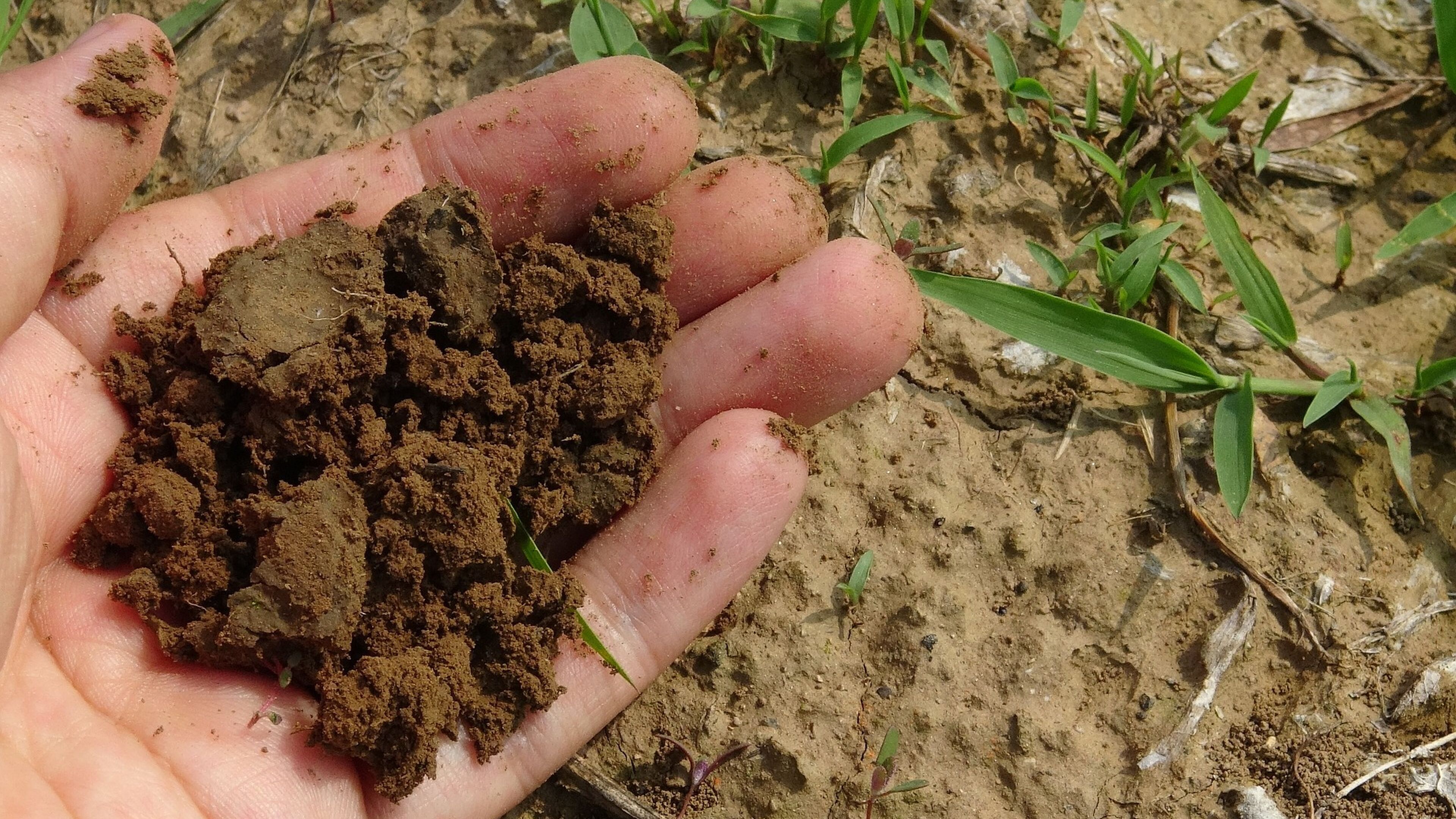 Compost