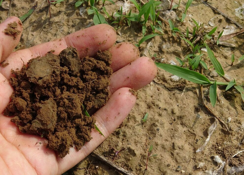 Compost